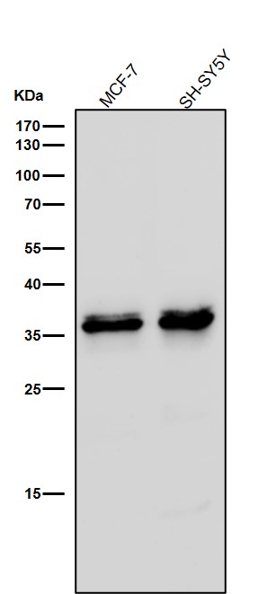 MBD3 Ab