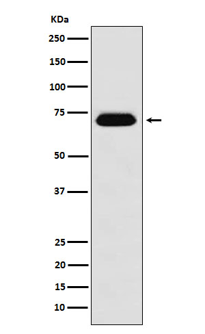 NUP62 Ab