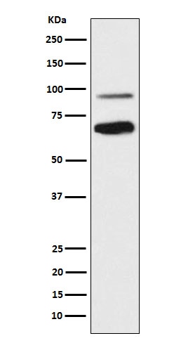 TCF4 Ab