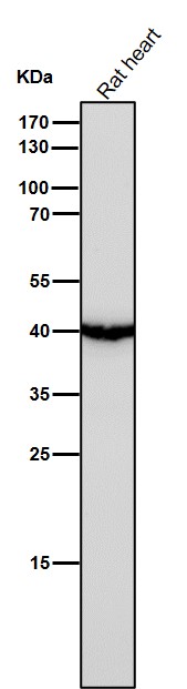 Uroplakin 3a Ab