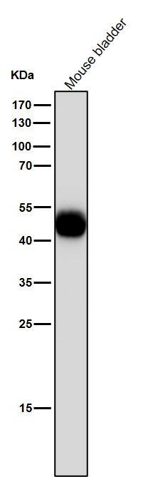 Uroplakin 3a Ab