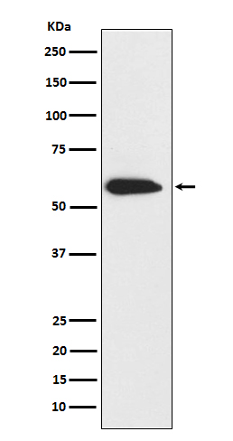 Cytokeratin 6 Ab