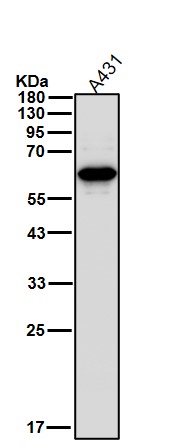 Cytokeratin 6 Ab