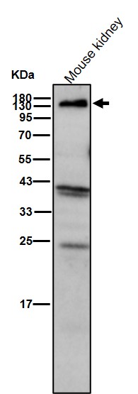 Cadherin 16 Ab