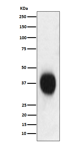 CD53 Ab