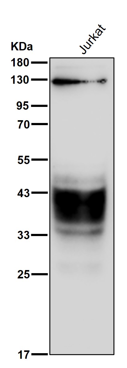 CD53 Ab