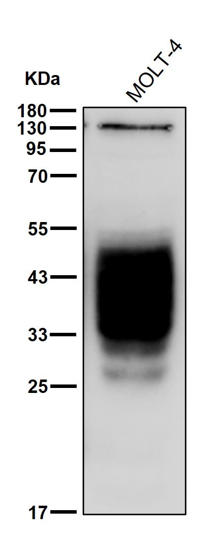 CD53 Ab