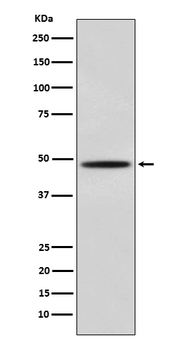 MYOD1 Ab