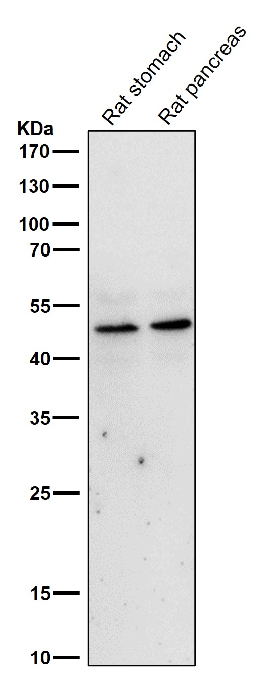 MYOD1 Ab