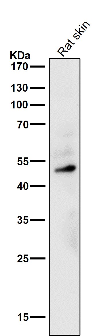 MYOD1 Ab