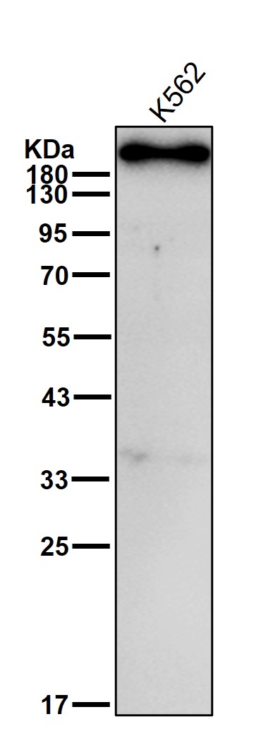 Spectrin alpha chain Ab