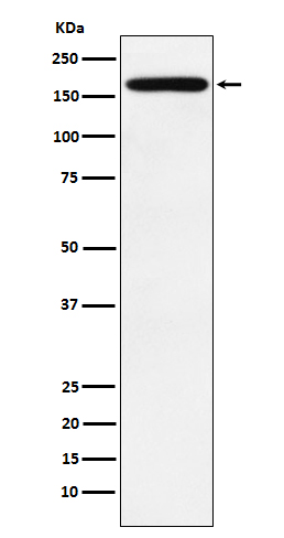 Podocalyxin Ab