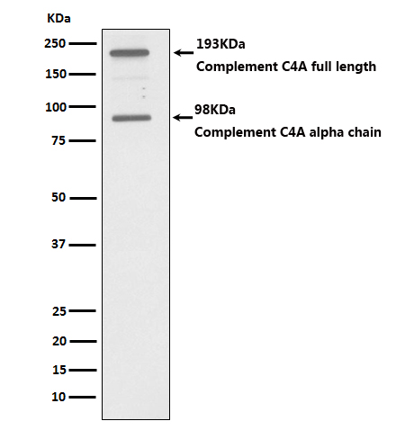 Complement C4 A Ab