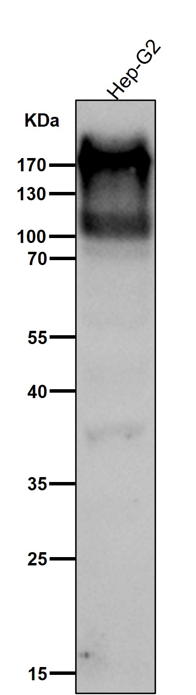 Complement C4 A Ab