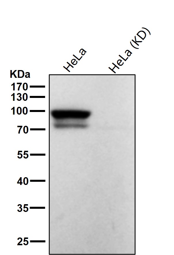 CD105 Ab