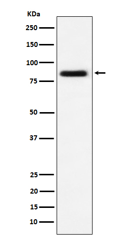 CD105 Ab