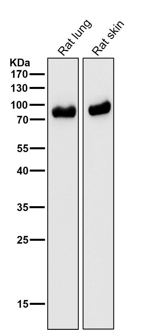 CD105 Ab