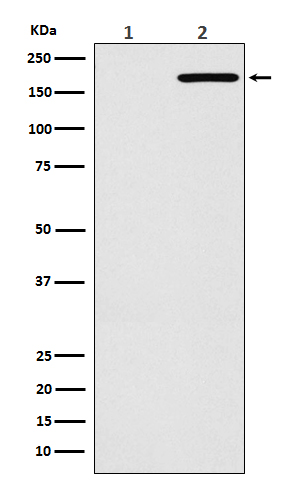 EGFR (L858R mutated) Ab