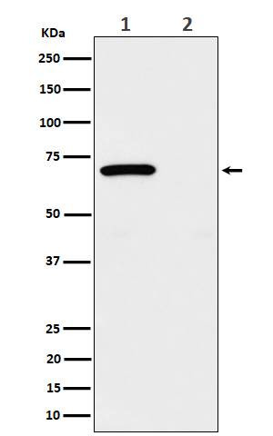 p-Chk2 (T68) Ab