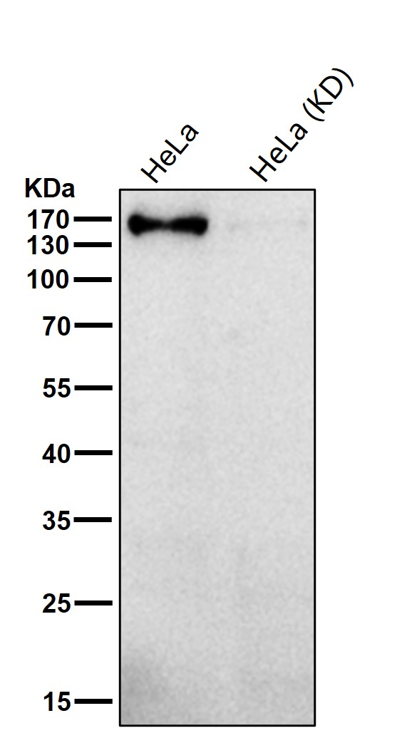 CLASP1 Ab