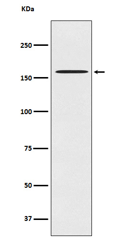 CLASP1 Ab