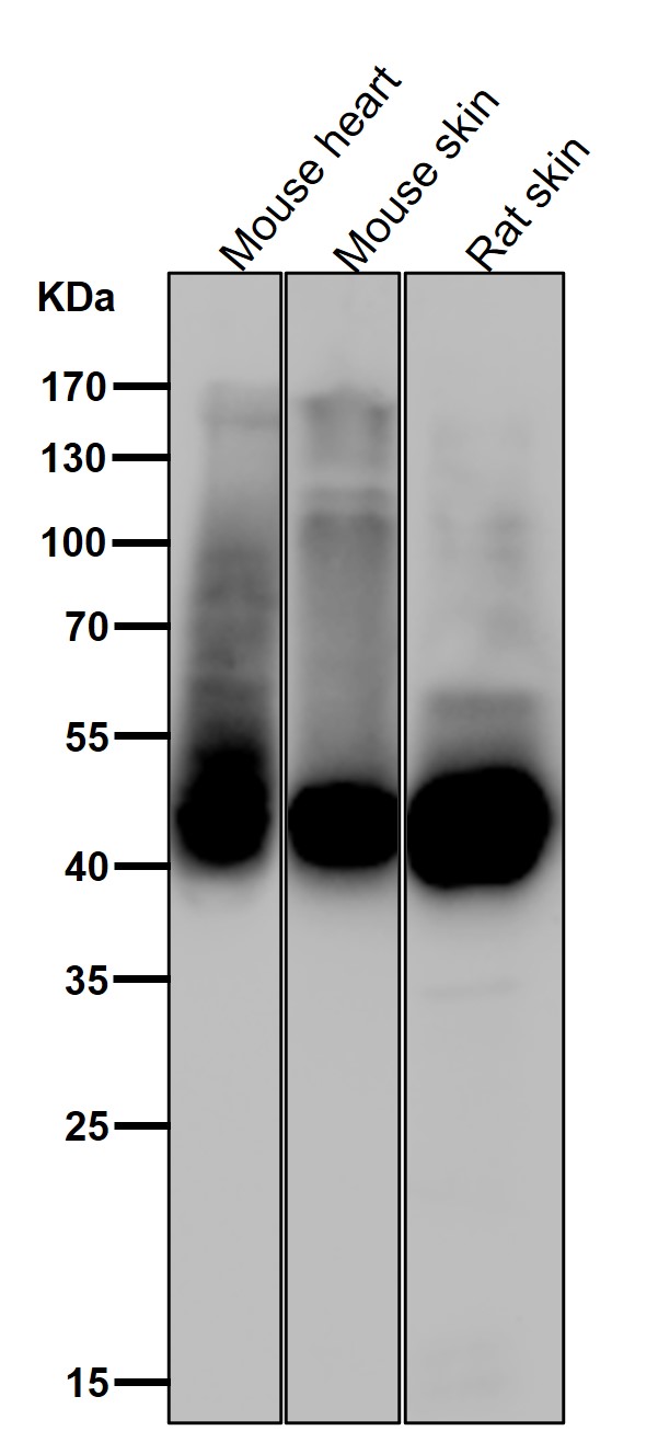 p-GLUT4 (S488) Ab