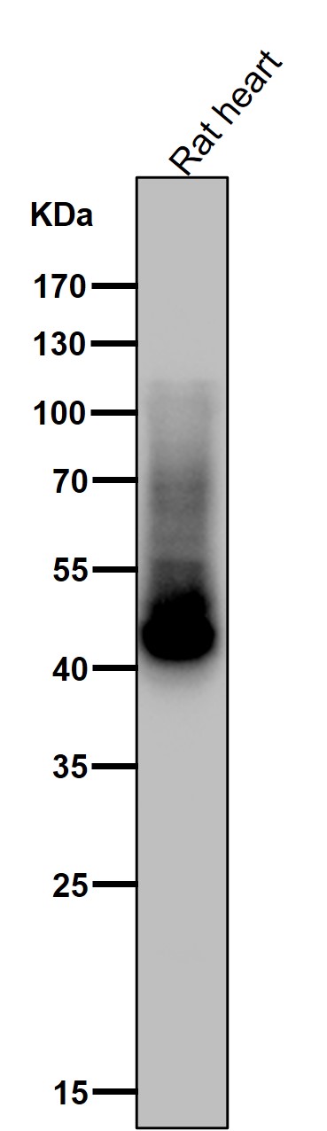 p-GLUT4 (S488) Ab