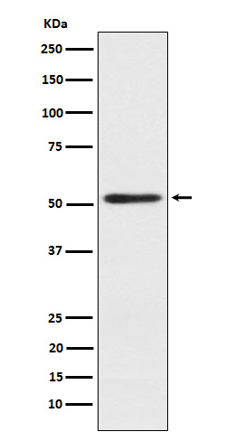 SRP54 Ab