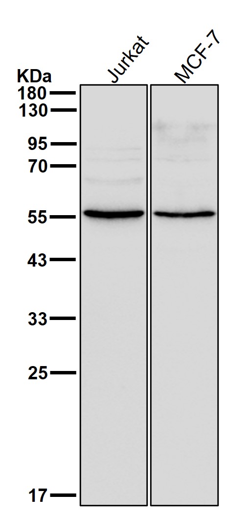 SRP54 Ab