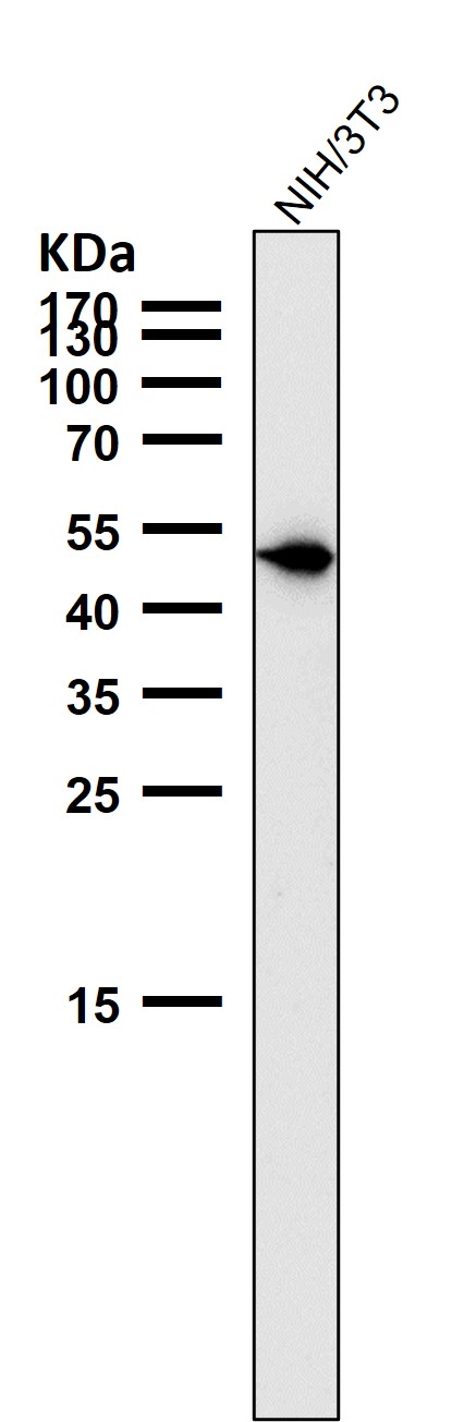 p-Vimentin (S39) Ab