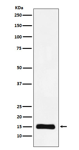 MonoMethyl-Histone H3 (K10) Ab