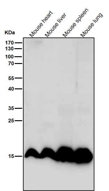 MonoMethyl-Histone H3 (K10) Ab