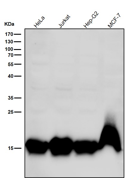 MonoMethyl-Histone H3 (K10) Ab