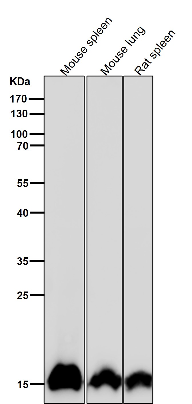 MonoMethyl-Histone H3 (K15) Ab