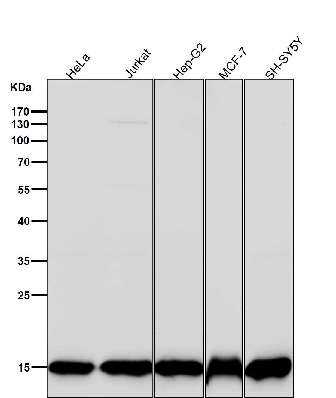 MonoMethyl-Histone H3 (K15) Ab