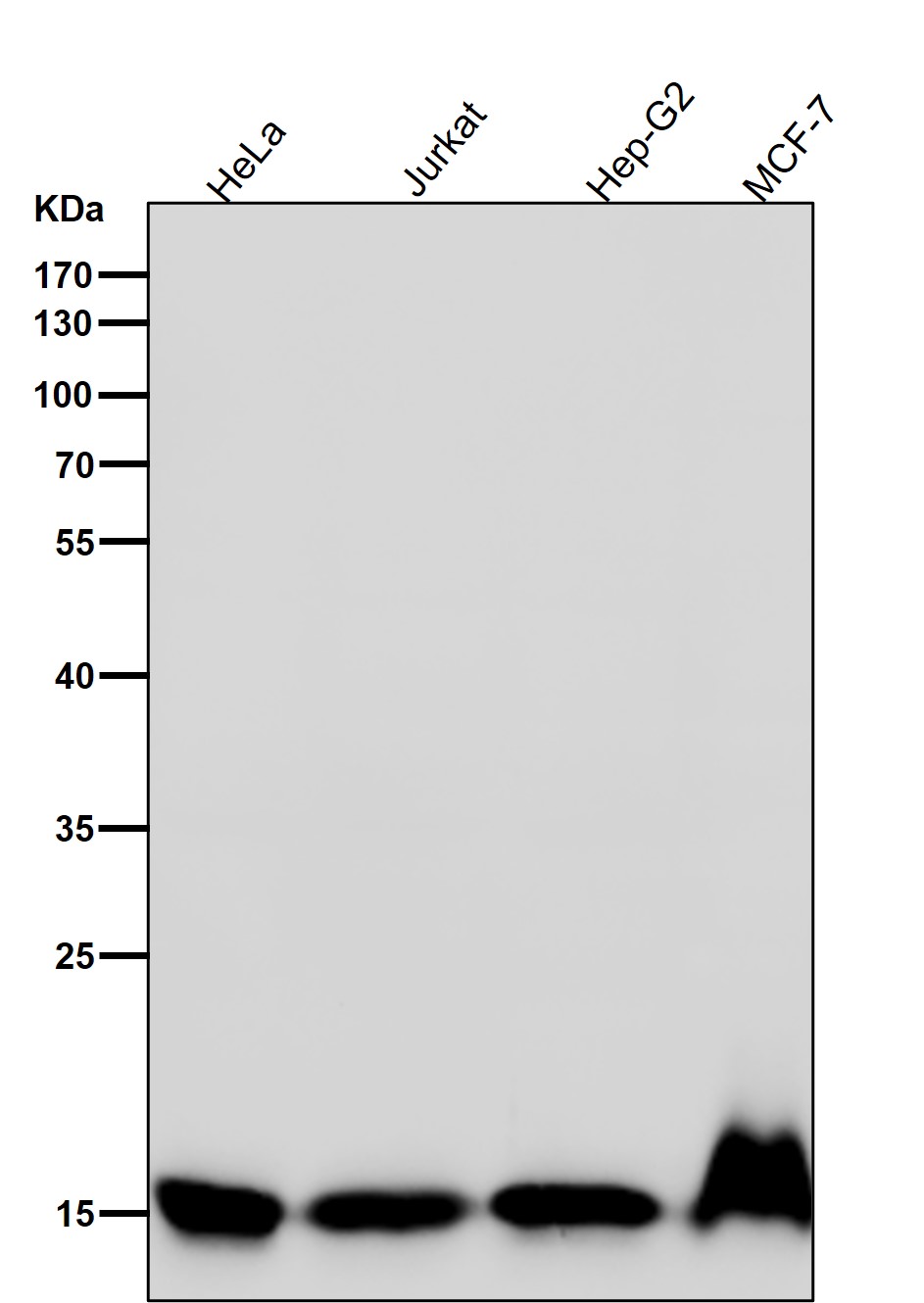 DiMethyl-Histone H3 (K5) Ab