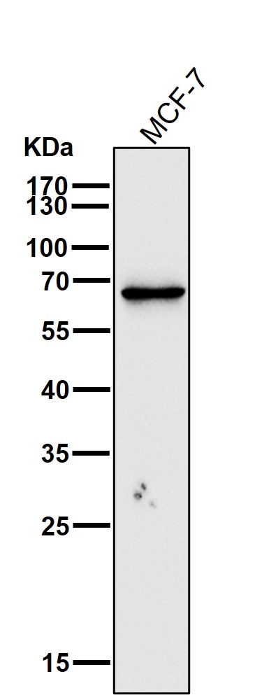 Estrogen receptor Ab