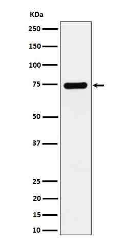 Dopamine beta hydroxylase Ab