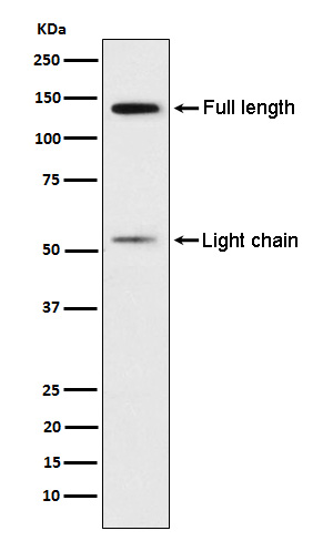 Kininogen 1 Ab