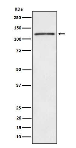 FYN binding protein 1 Ab