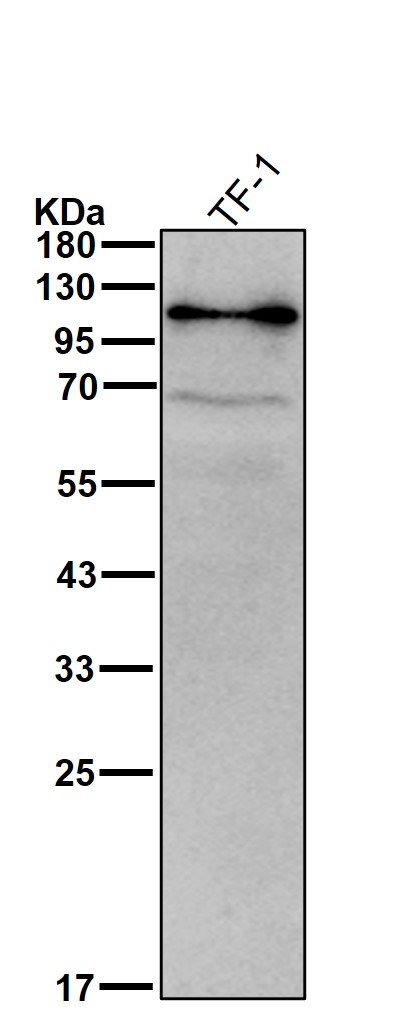 FYN binding protein 1 Ab