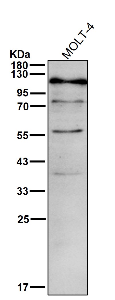 FYN binding protein 1 Ab