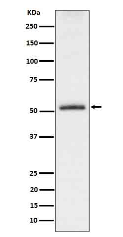 p-Tau (S198) Ab