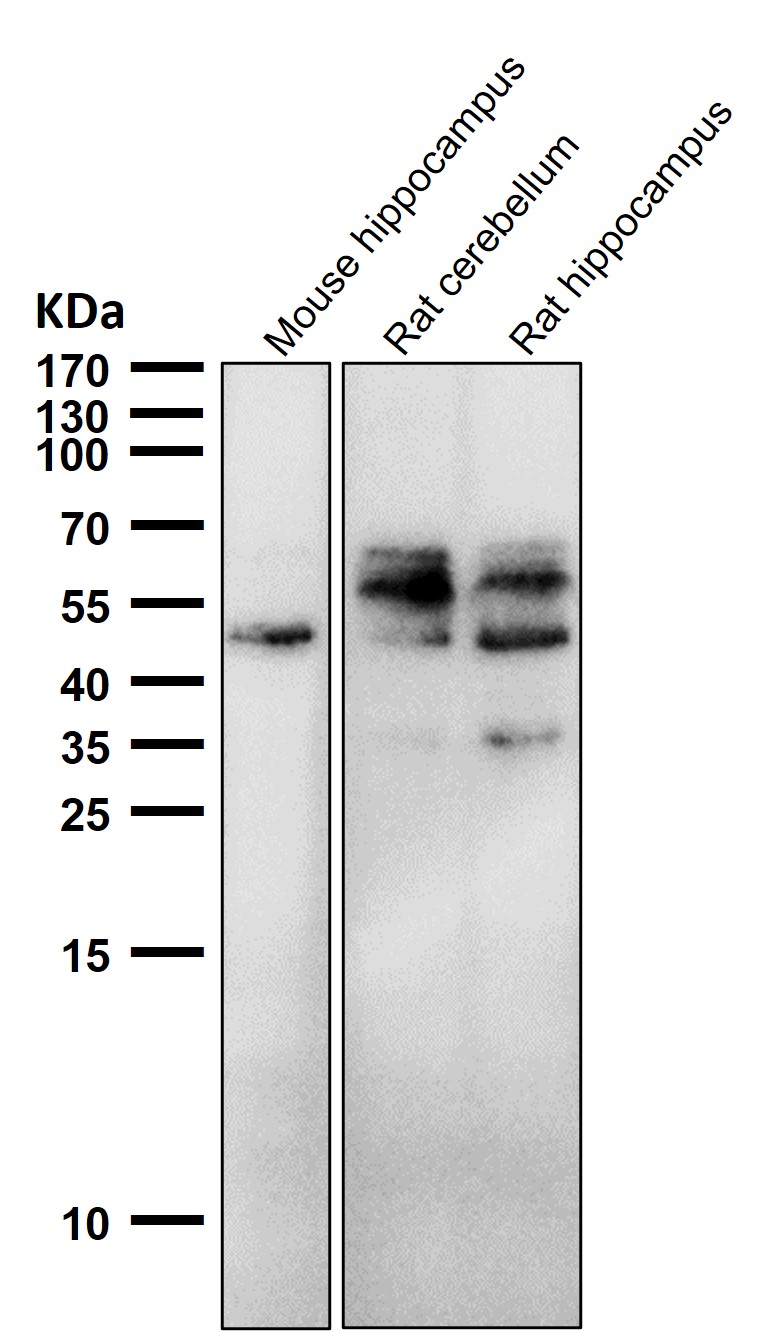 p-Tau (S198) Ab