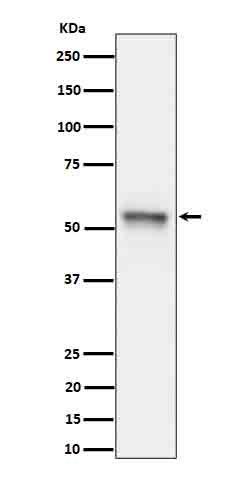 p-Tau (S199) Ab