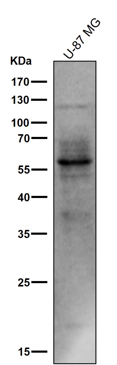 p-Tau (S214) Ab