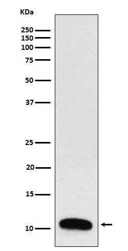 Trefoil factor 3 Ab