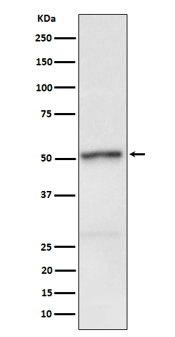 p-Rip3 (S232) Ab