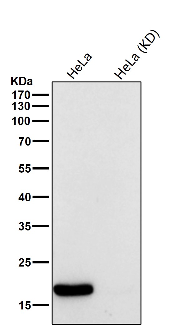 Acetyl-Histone H3 (K19) Ab