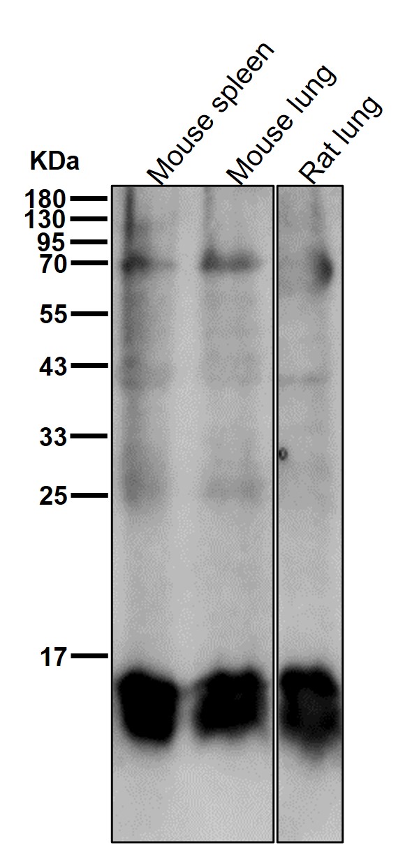 Acetyl-Histone H3 (K19) Ab